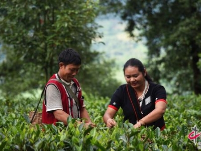 云南临沧:2020年茶产值达150亿 将组建中国红茶研究院