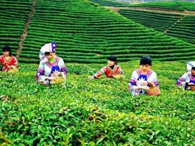 非洲人民也能喝上贵州茶了 254吨茶叶从贵阳起运