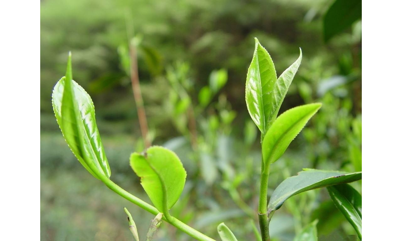 峨眉山茶转型升级 打造全国茶产业样板区