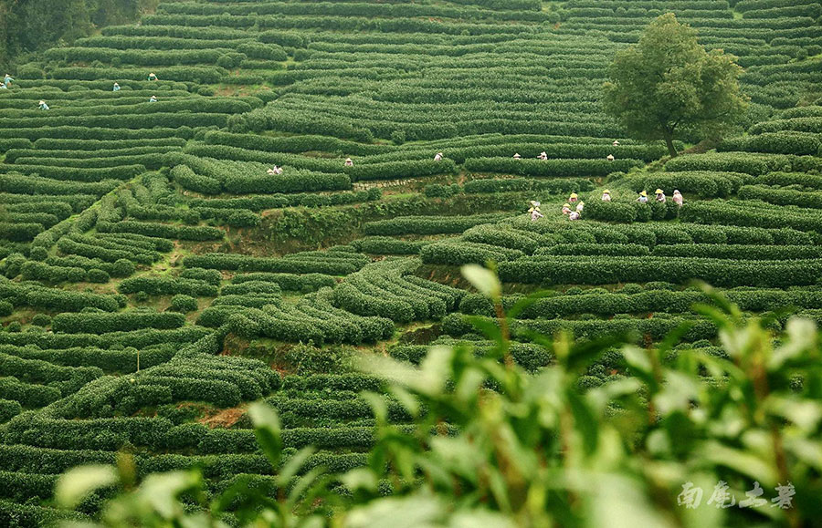 西湖龙井受夏季天气“助攻” 茶叶品质有所提升